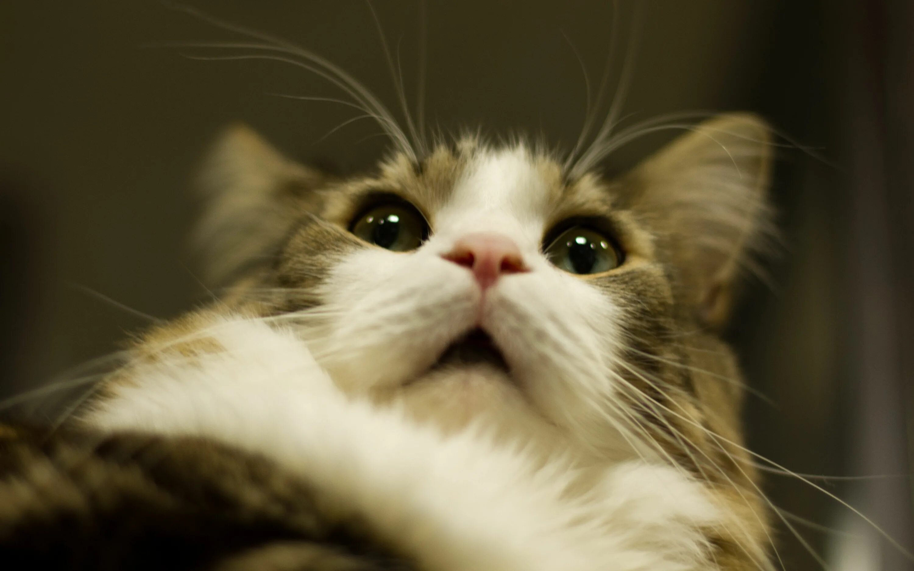 Ржачные коты мемы