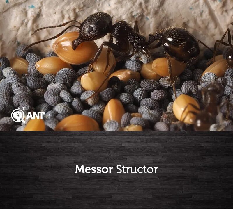 Messor structor. Муравьи степные жнецы Messor structor. Муравьи Messor structor. Messor structor муравей-Жнец. Messor structor матка.