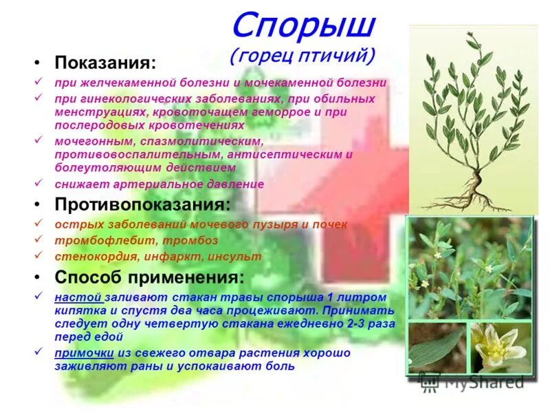 горец птичий. горец птичий спорыш настой. горец птичий (polygonum aviculare). горец птичий инструкция по применению. спорыш трава лечебные.