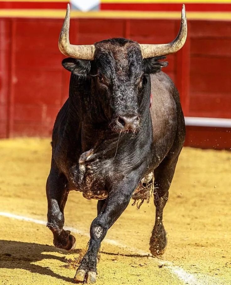 Купить быка живым. Иберийская порода Быков. Порода Быков Toro Bravo. Черный бык.