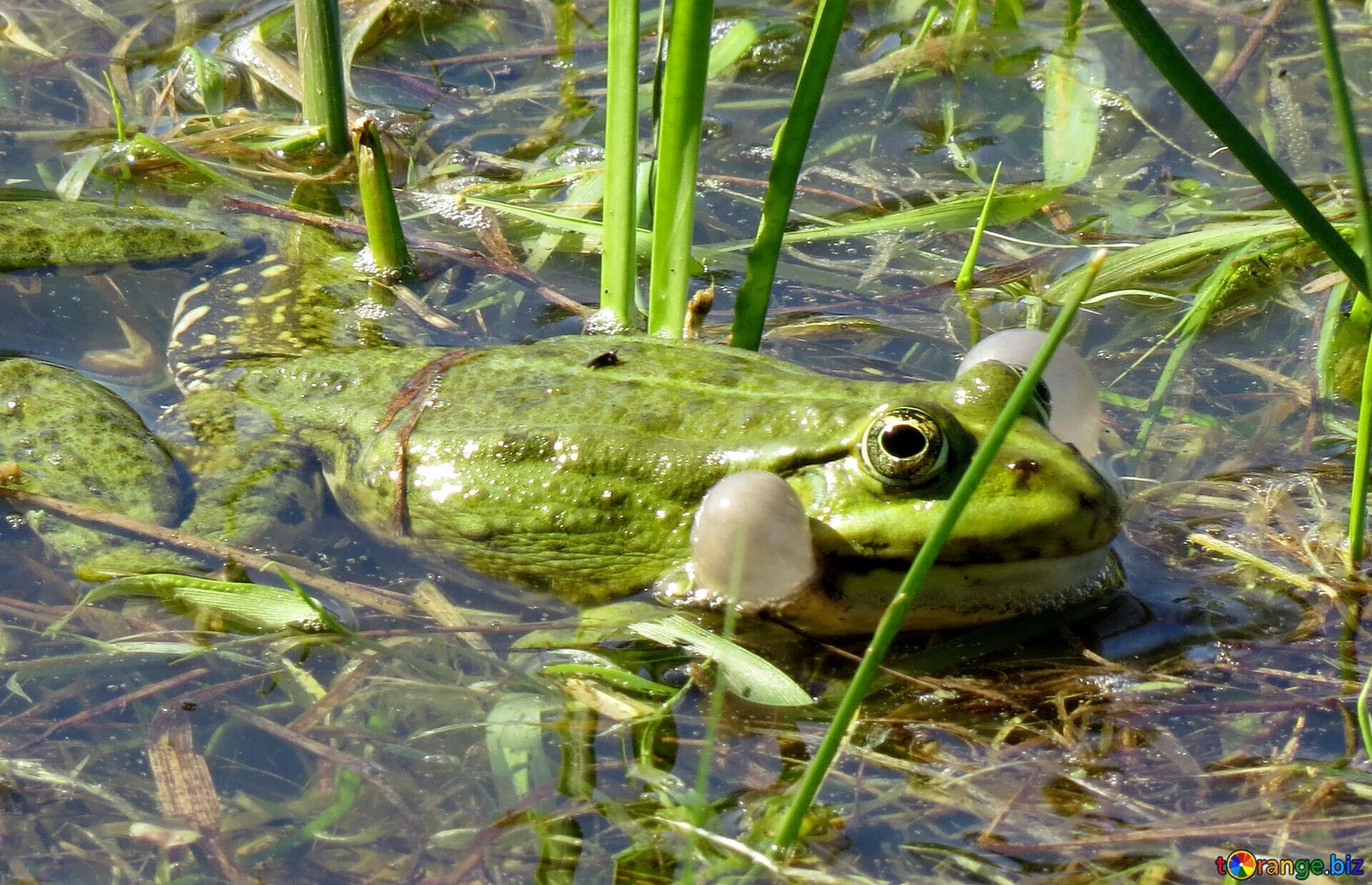 На чем сидит лягушка в болоте. Лягушки квакают в пруду. Лягушка на болоте. Лягушка квакает. Поющая лягушка.
