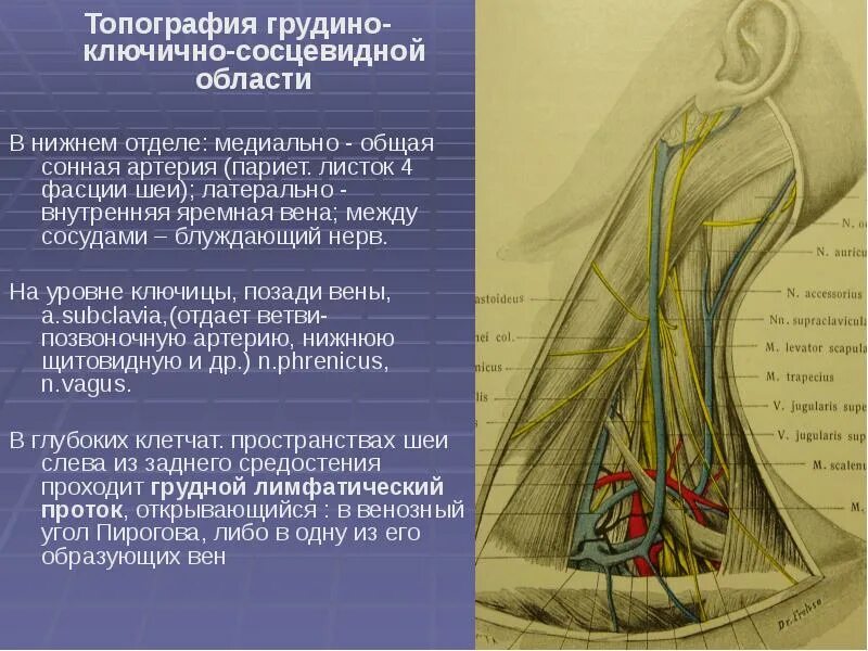 Латеральный значение. Внутренняя яремная вена блуждающий нерв. грудино-ключично-сосцевидная область шеи топографическая анатомия. сонная артерия яремная вена блуждающий нерв. топографическая анатомия шеи и латеральный треугольник шеи.