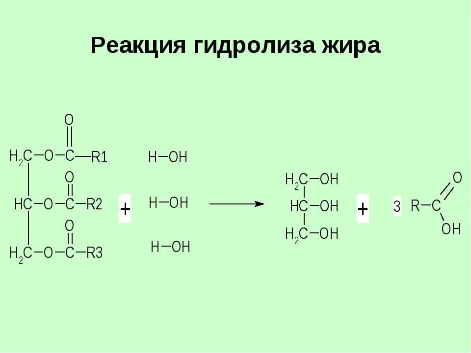 Гидролиз жиров водой. Уравнение реакции гидролиза жира. Уравнение щелочного гидролиза жира. Гидролиз жиров реакция. Распад жиров уравнение реакции.