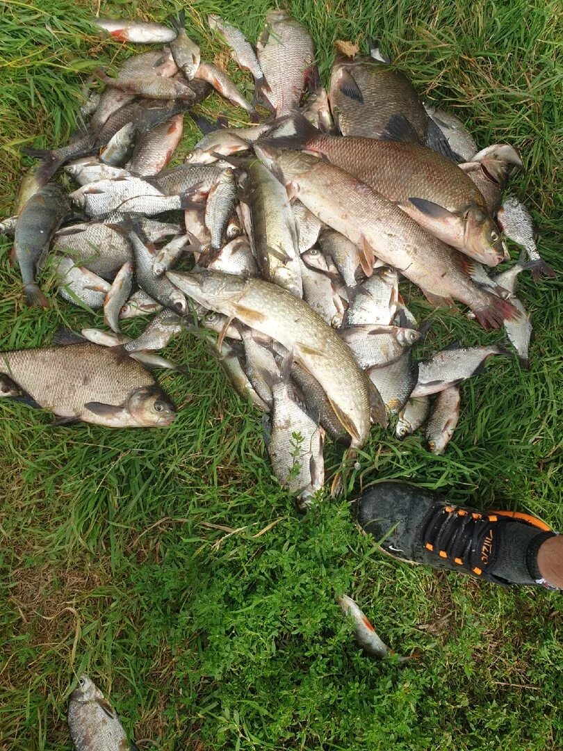 Рыбалка в Припяти. Рыба в реке Припять. Рыбалка на реке Припять. Рыбалка на припяти