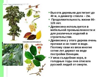 Карагач дерево описание где растет
