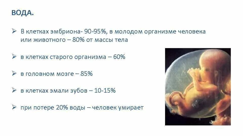 Количество клеток у эмбриона. Вода в организме эмбриона. сколько воды содержится в клетке. содержание воды в различных клетках. сколько процентов воды в клетке.