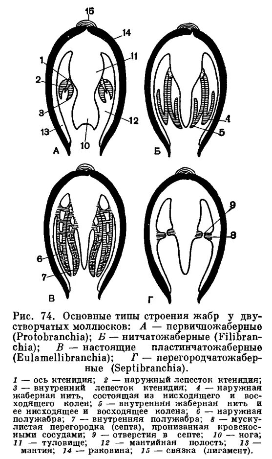 3 примера двустворчатых. Строение жабр моллюсков. классификация жабр. строение жабр двустворчатых моллюсков. ктенидии строение.