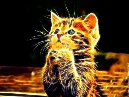 Включи телефон кота