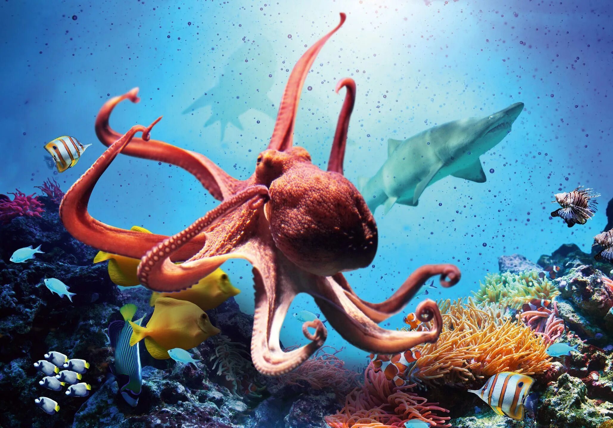 Океанариум Анапа с акулами. Анапа осьминог. Морские аквариумы Reef Octopus. Москвариум осьминог. Морской мир кратко