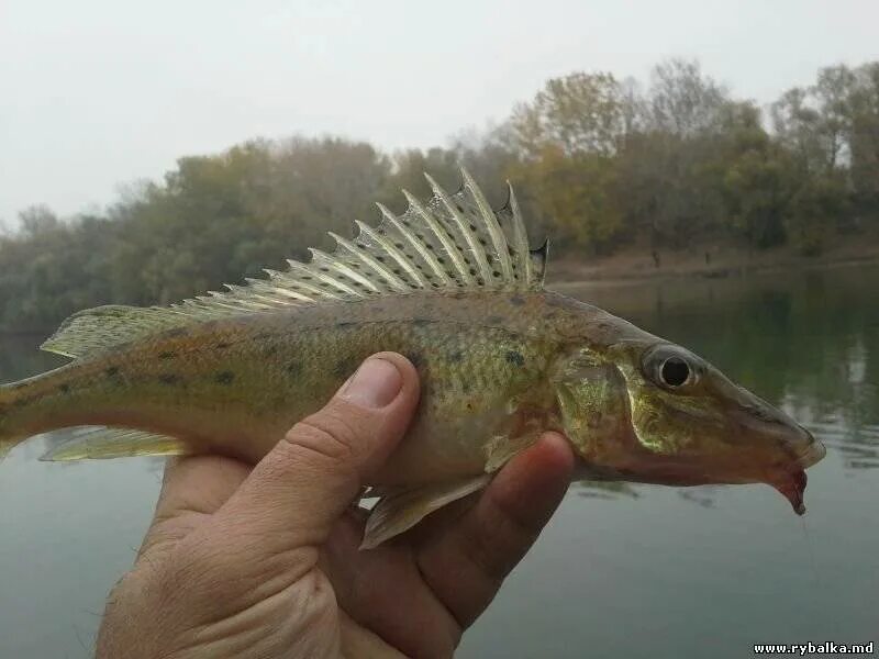 Черноморская рыба вомер. Каббала рыба. Бастурма суджук. Сом хищная рыба. Морской язык рыба.