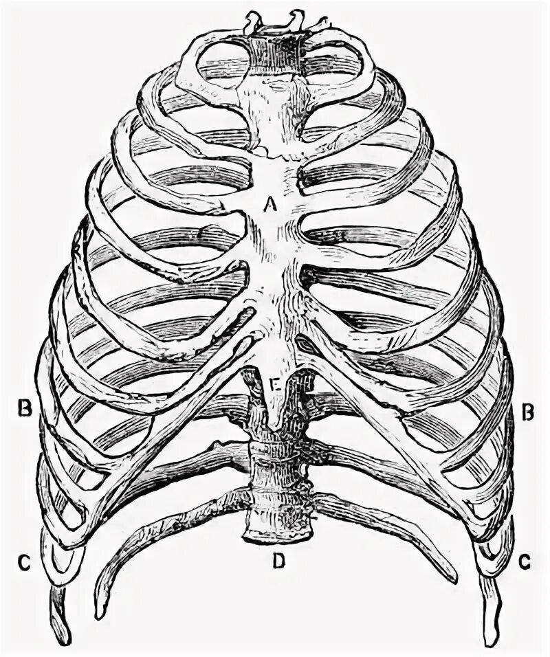 Anatomy coloring book, Anatomy, Human body anatomy
