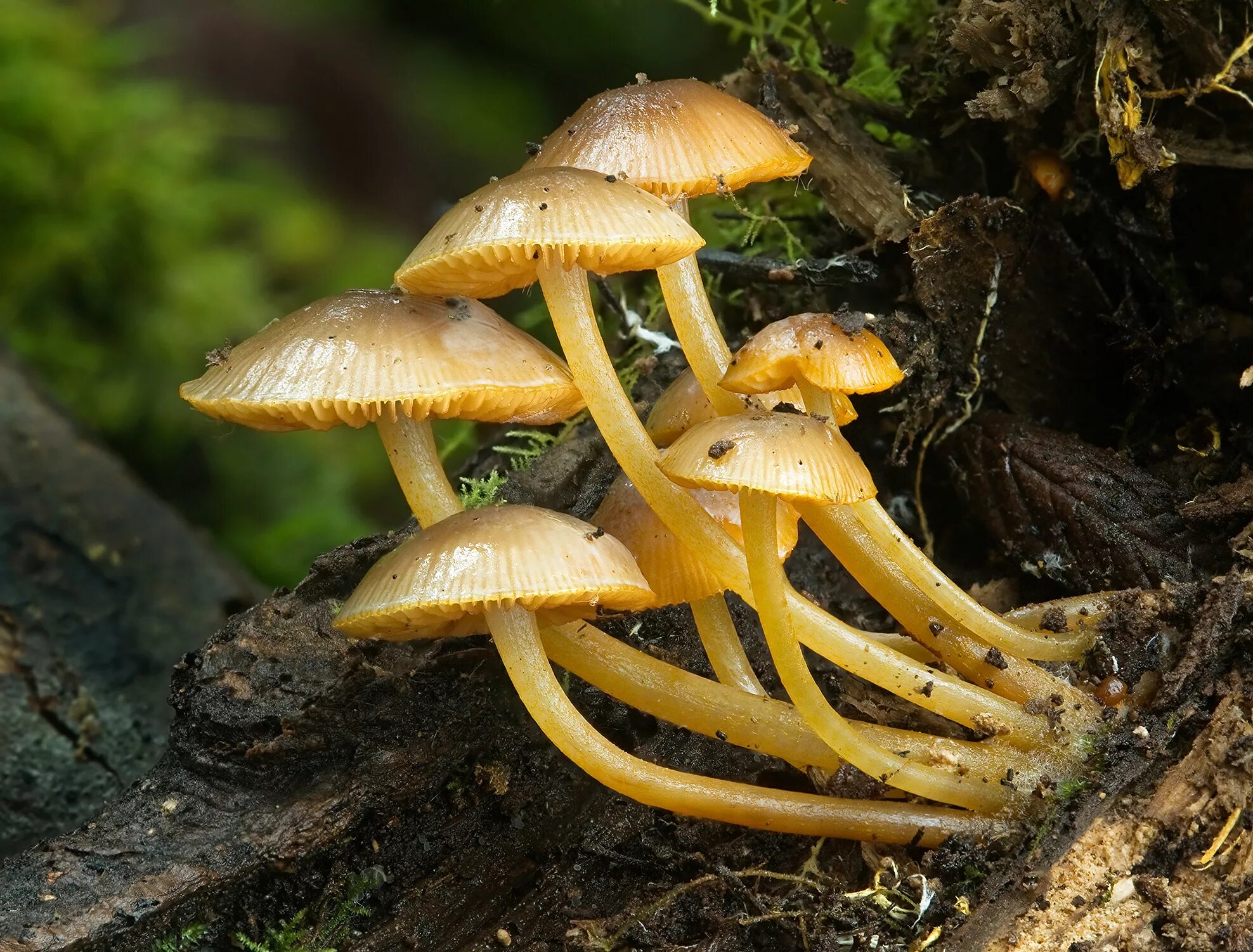 Микология. Mycena leaiana. Гриб Мицена Рене желтая. Микология грибов.