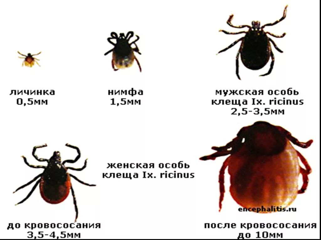 Откуда появились клещи в россии. Клещ виды. Подвиды клещей.