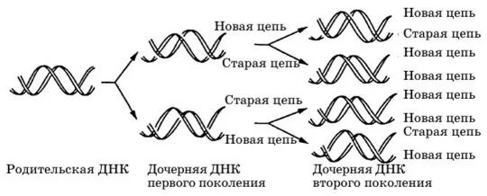 Образование дочерних днк. Дочерние ДНК. Старая и новая цепь ДНК. Родительская ДНК. Репликация ДНК дочерняя и родительская цепи.