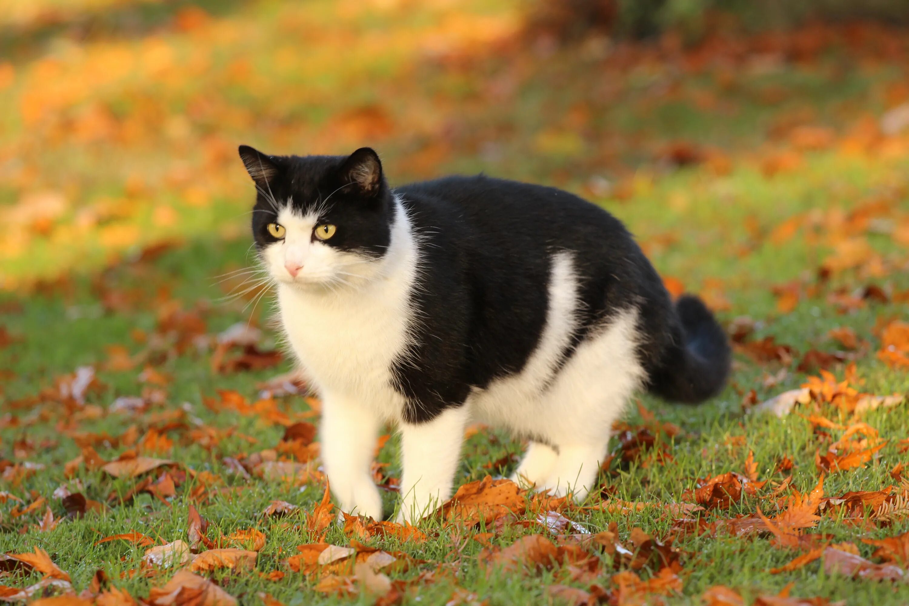 Рыжая кошка с черными пятнами порода. Животные кошки. Домашние животные коты. Домашнее животнее кошка. Картинки животных кошек.