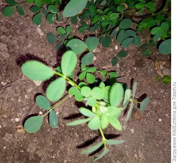 Ооо "росток" в курске. Огурцы росток всход. Русский росток. Русский росток. Краснодар.