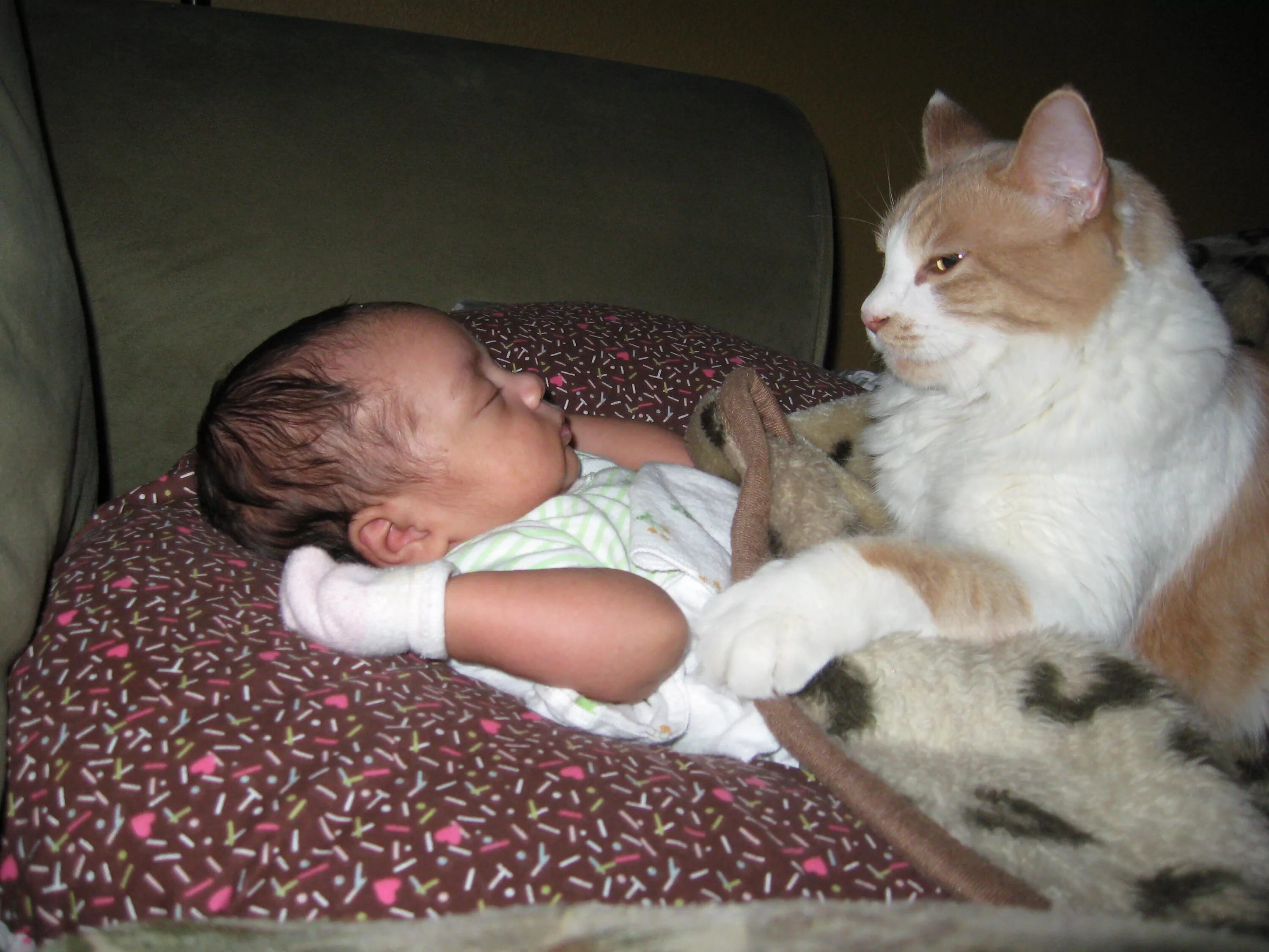 Кот дремот в реальной жизни. Кошка для детей. Кот и младенец. Дети и коты. Кот нянька.