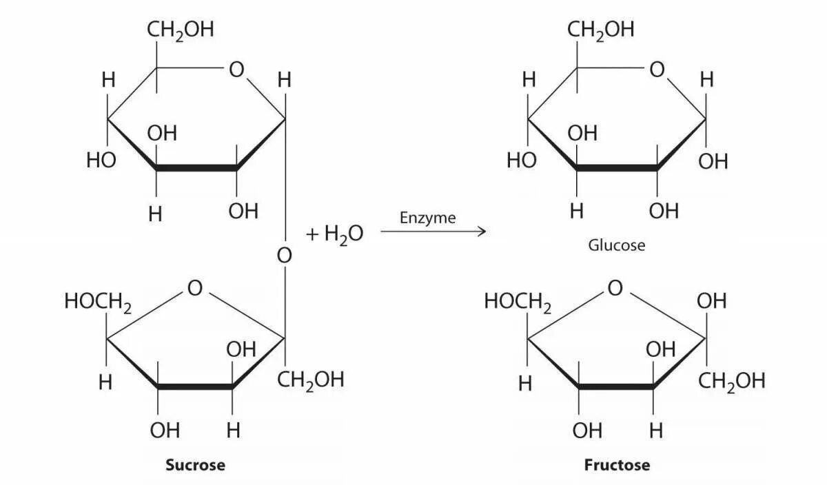 Сахароза Геншин. Схема гидролиза сахарозы. Гидролиз сахарозы реакция. Гидролиз сахарозы. Геншин алхимический прорыв экзамен сахарозы