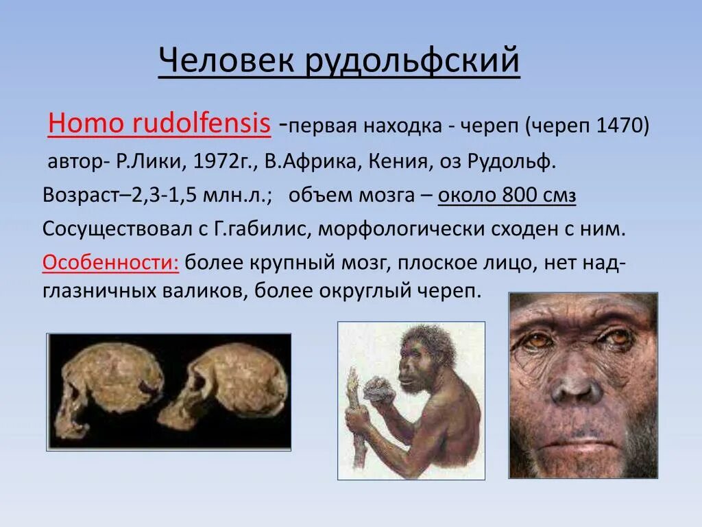 Объем мозга питекантропа. Австралопитек рудольфский,. Рудольфский homo rudolfensis —. Гейдельбергский человек (homo Heidelbergensis). Человек умелый, человек рудольфский.