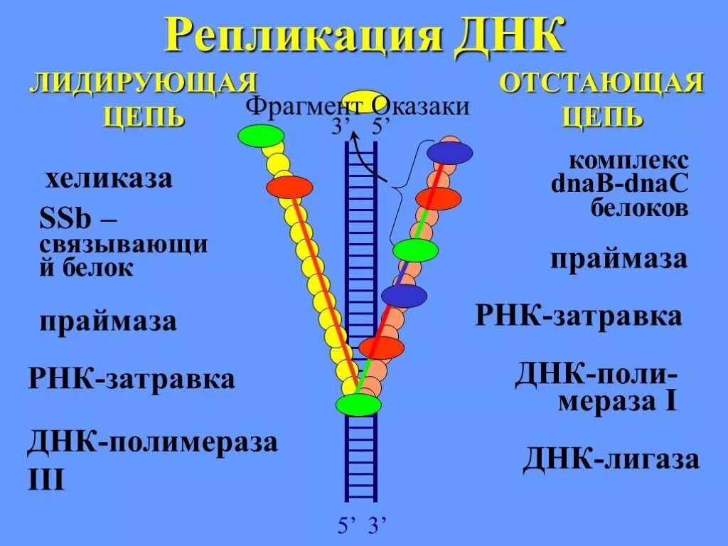 Репликационный аппарат клетки. Хеликаза в репликации. РНК праймаза. Затравка РНК праймаза.