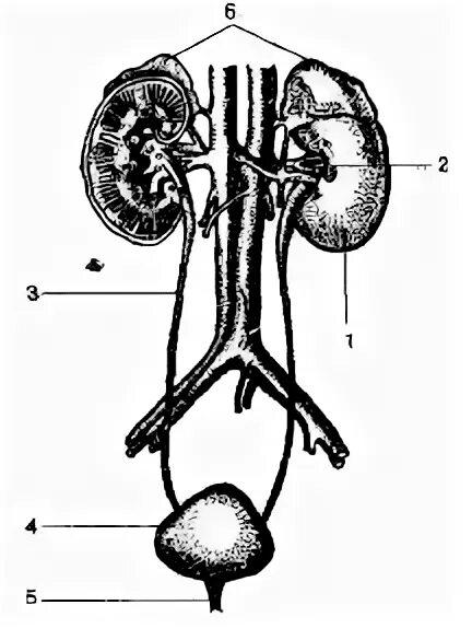 Мочеточники млекопитающих. Выделительная система человека строение почки. Мочевыделительная система анатомия человека схема. Мочевыделительная система анатомия без подписей. Выделительная система человека схема без подписей.
