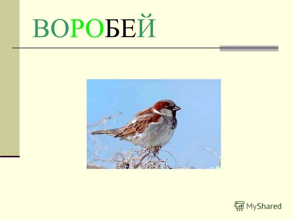 Воробей и сова внешний вид. Воробей для презентации. Загадка про воробья для детей. Презентация Воробей 1 класс. Смелый Воробей.