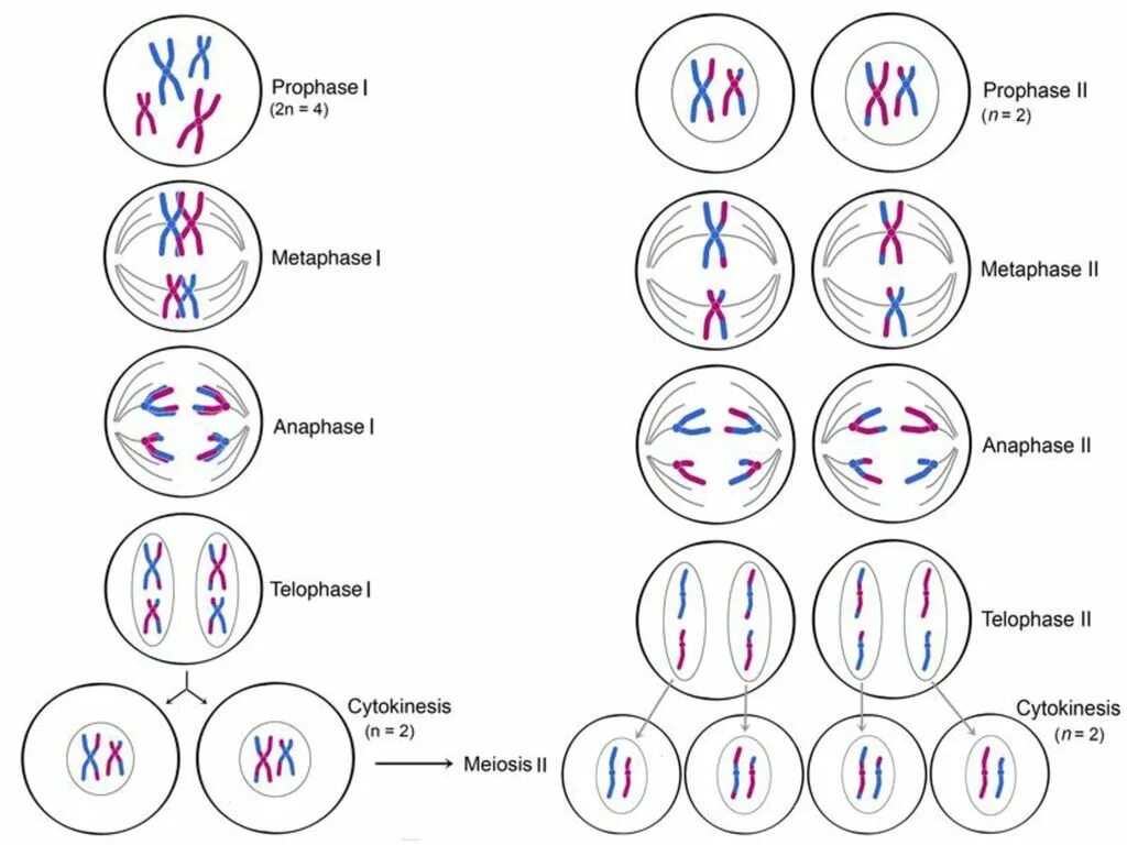 Деспирализация хромосом в какой фазе мейоза. Фазы мейоза 1. Профаза митоза и мейоза. Фазы митоза и мейоза. Мейоз 2 фазы.