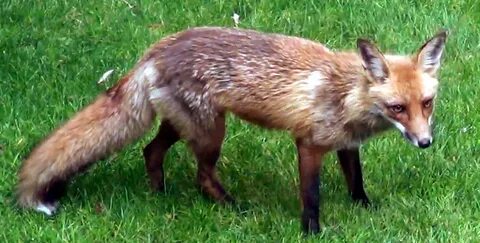 Real fox