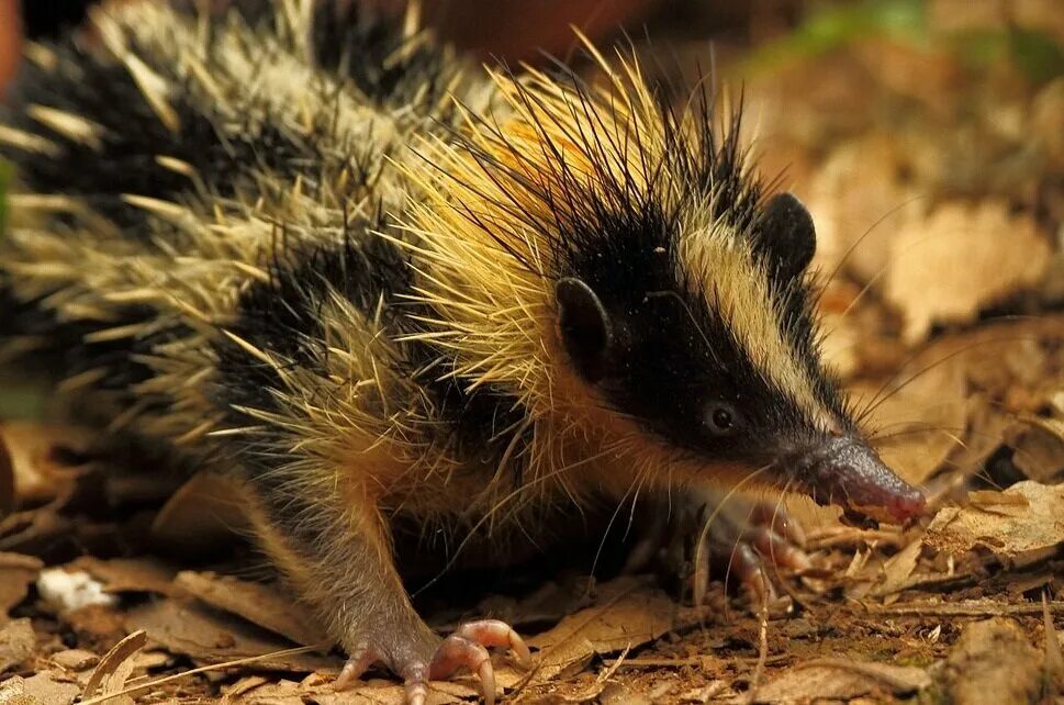 Иголки ежика. Родственница ежа в мире флоры 7 букв. Мадагаскарский тенрек. Родственница ежа в мире флоры 7 букв. Ехидна и ежик.