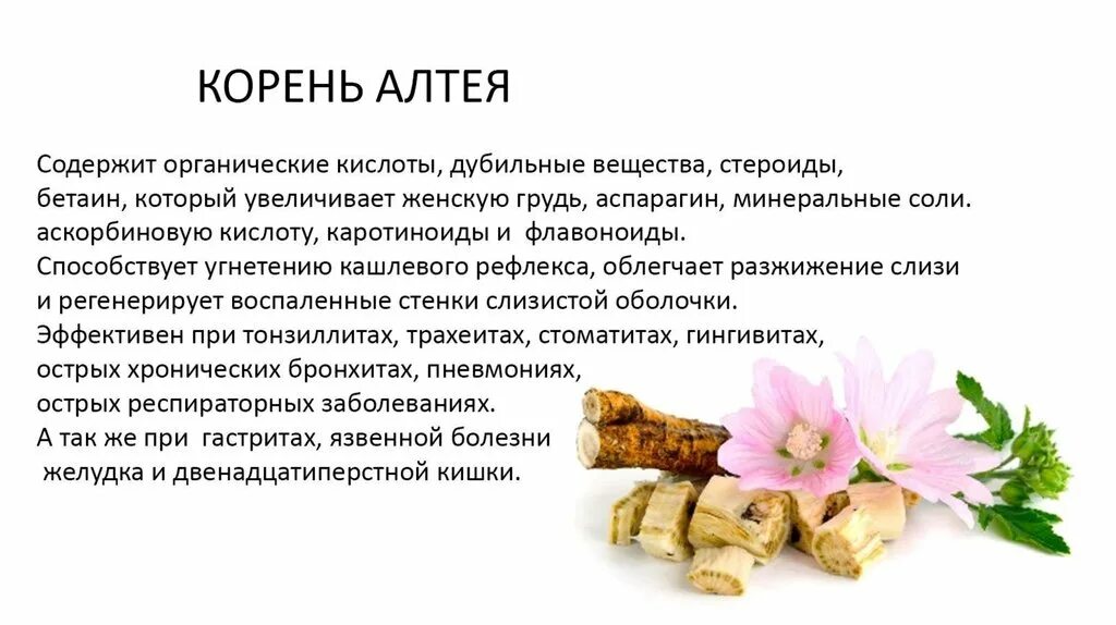 Корень алтея на латинском. Корень Алтея. Корень Алтея содержит. Корень Алтея при гастрите. Препарат содержащий корень Алтея.