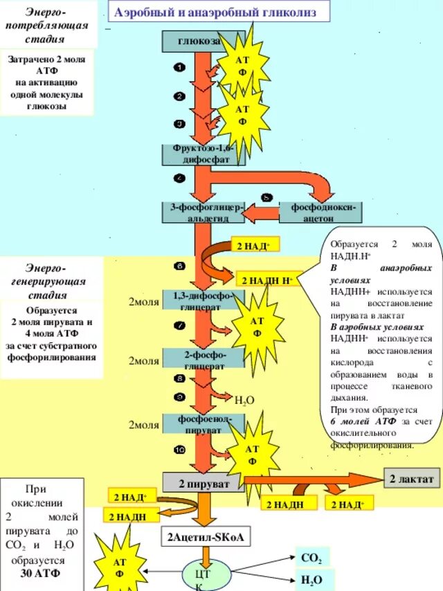 В гликолизе синтезируется атф. Аэробный гликолиз схема процесса. Аэробный и анаэробный гликолиз схема. Аэробный гликолиз схема сколько АТФ. Гликолиз образование АТФ.