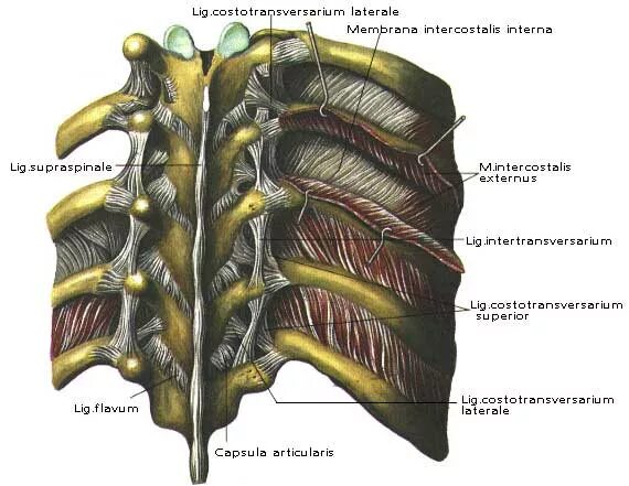 Ребро тип соединения