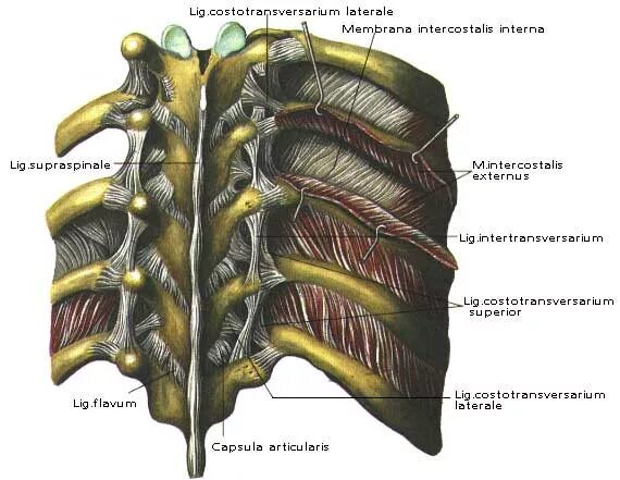 Суставы и связки грудины ребер и позвонка. Грудино реберные связки.