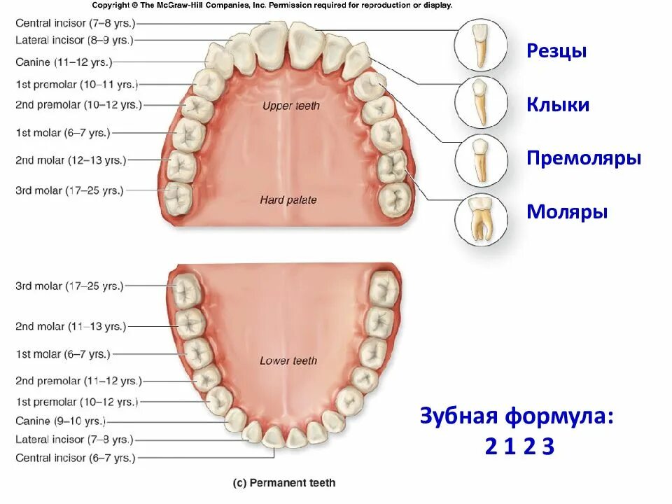 Зубная формула моляры премоляры. Зубы резцы клыки премоляры моляры. Резец клык моляр премоляр. Зубная формула резцы клыки премоляры.