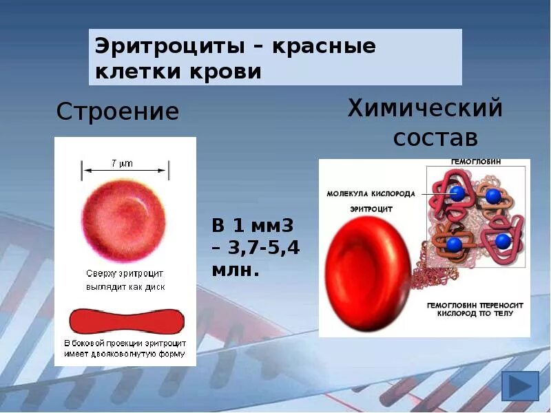 Цитоплазма эритроцитов человека. Строение эритроцитов биология 8 класс. Эритроциты строение клетки. Строение красной клетки крови - эритроциты. Схема строения эритроцита.