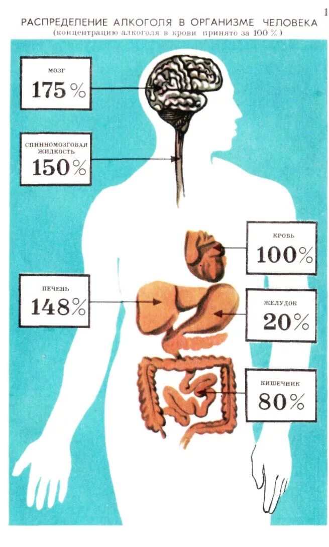 Виски орган человека. Распределение этанола в организме. Распределение органов человека.