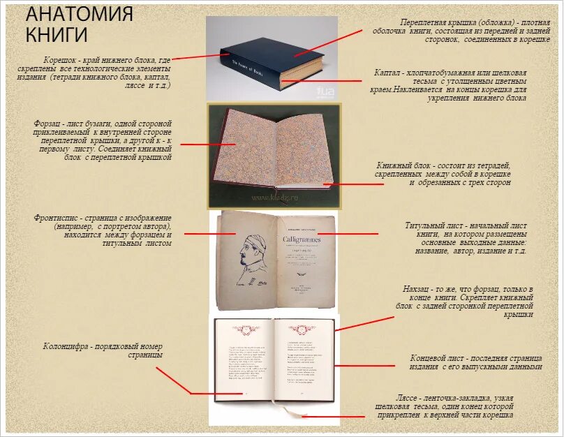 Печатные версии книг. Как называются страницы книги сбоку. Как называется часть книги после обложки. Части книги как называются. Как называется первая страница книги.