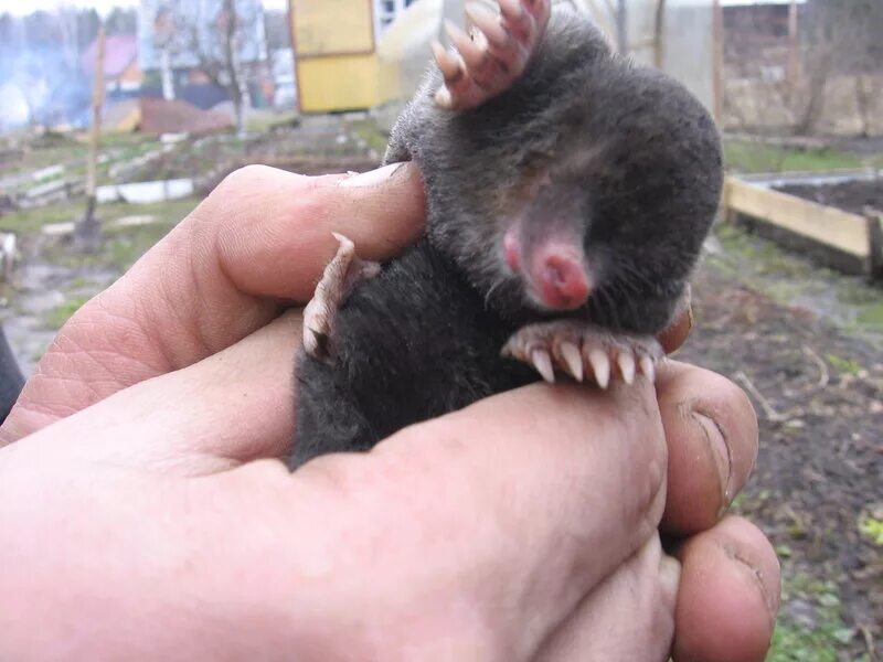 Крот зимой впадает. Спящий крот. Мышь зимой. Крот зимой. Крот зимой впадает.