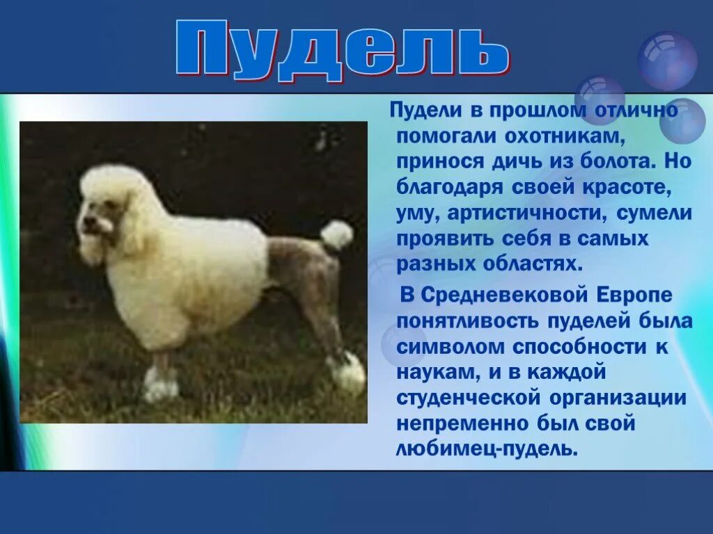 Доклад про породу собак пудель. Рассказ о породе собак пудель. Рассказ о породе пудель 2 класс. Описание породы пудель 3 класс. Описание породы пудель 3 класс.