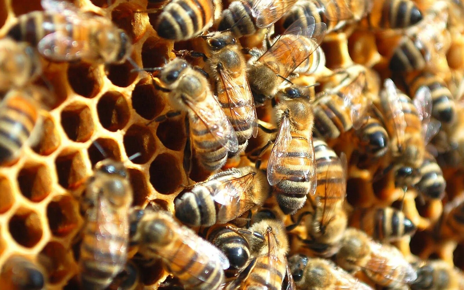 Купить семью пчел. Медоносная пчела пчелиная семья. Пчелопакеты Бакфаст. Пчела пчелиная семья. Пчела фото.