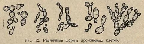 Форма дрожжей