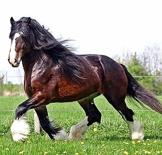 The Dutch Heavy Draft Horse, also simply known as the Dutch Draft, Dutch Draught