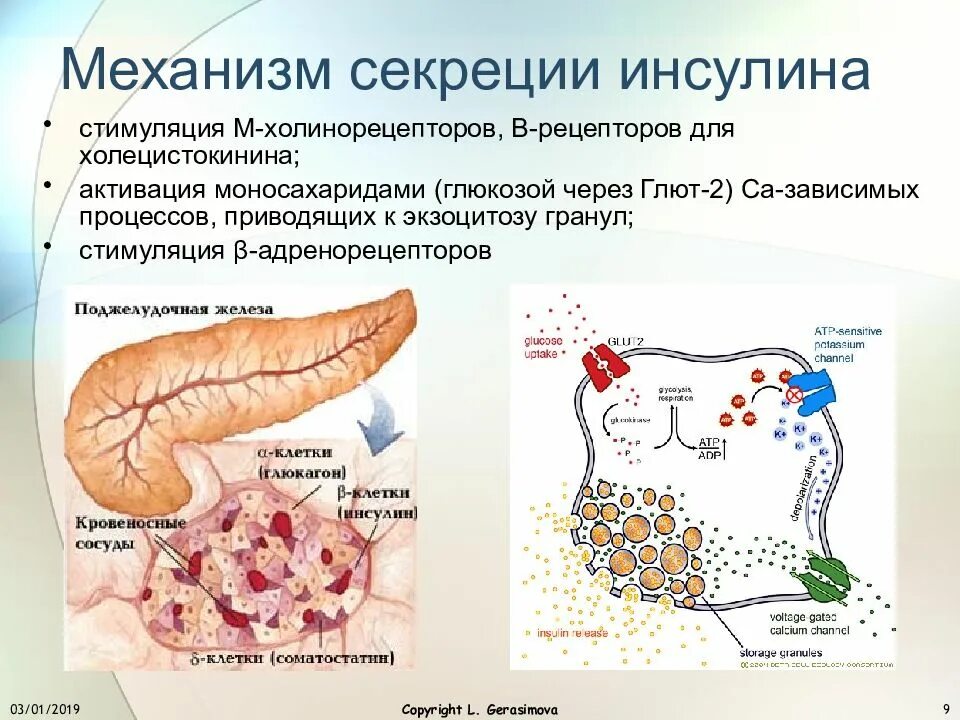 Стимуляция выработки инсулина поджелудочной железой