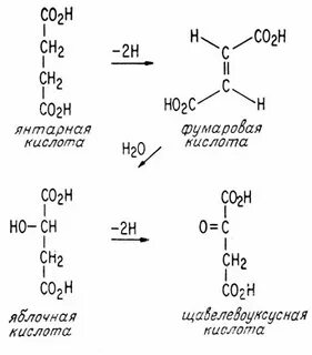 Яблочная кислота щавелевоуксусная кислота