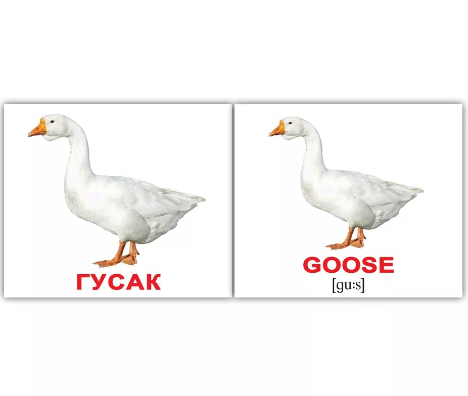 гусь на белом фоне. гусь карточка для детей. гусь на английском языке. гусь на английском. переводчик с гусем.