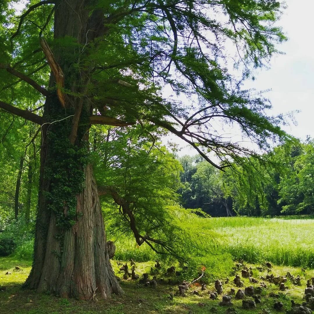 Green trees перевод