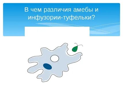 Одноклеточная амеба каждые 2 часа