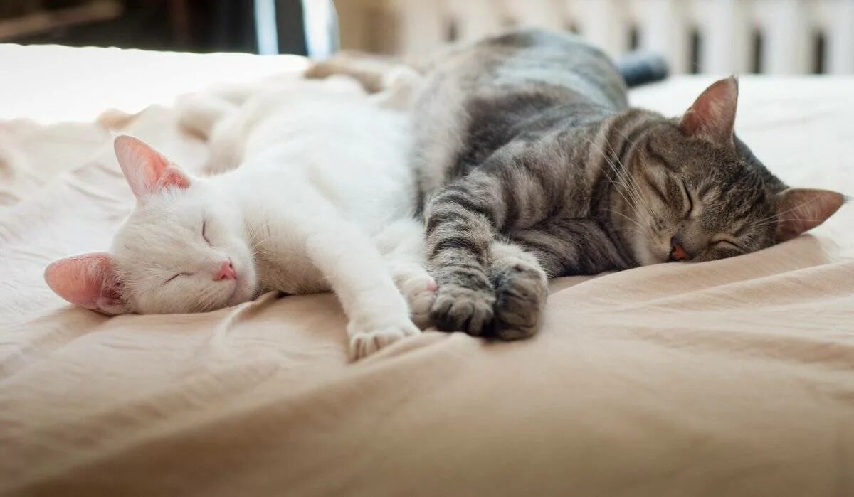 Котенок в постели. Спящие котята. Нежные котята. Спящий котик.