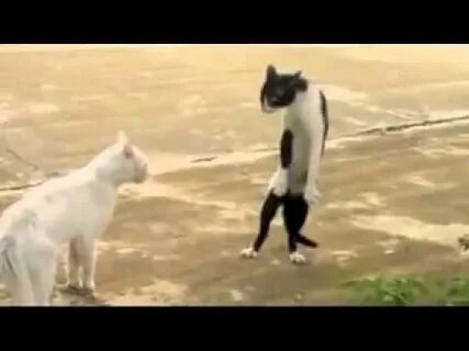 Семіз шаштаразбен порно