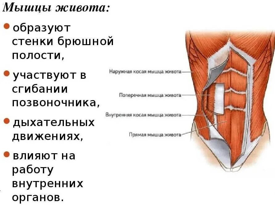 Сильные мышцы живота. Анатомия передней брюшной стенки брюшной стенки. Боковые мышцы брюшной стенки. Боковую стенку живота образуют мышцы. Мышцы передней стенки брюшной полости.